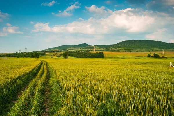 Grünes Feld Und Blauer Himmel Mit Wolken — Stockfoto