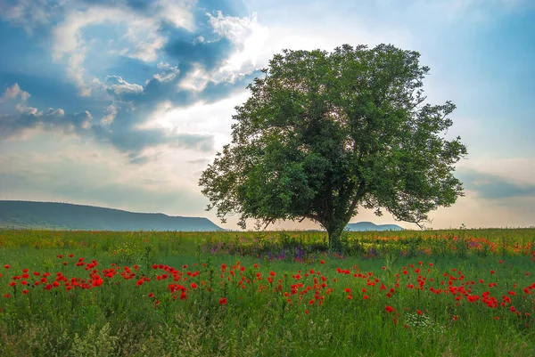 Träd Fältet Och Dramatiska Moln Himlen — Stockfoto