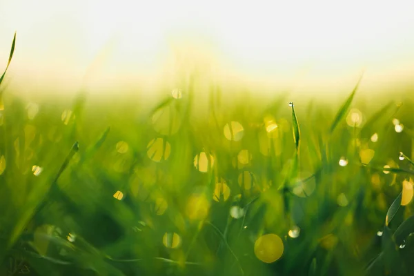 Vattendroppar Grässtrå Shallow Dof — Stockfoto