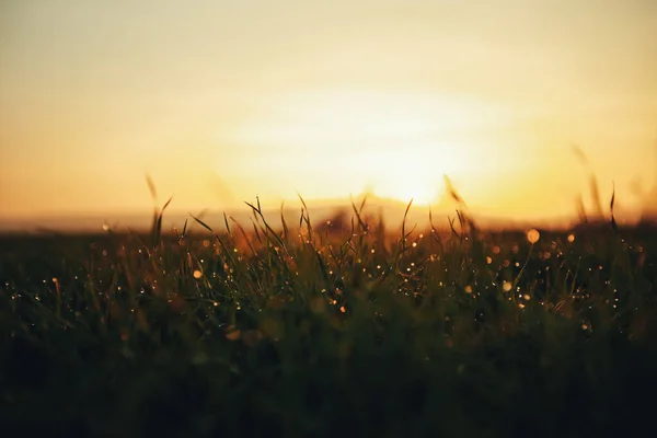 Gouttes Eau Sur Brin Herbe Dof Peu Profond — Photo