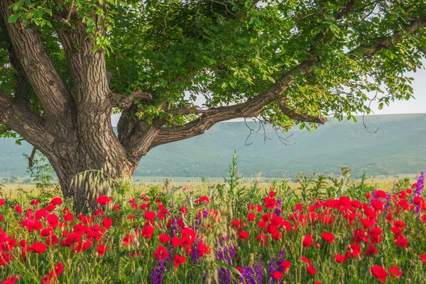 Arbre Dans Champ Pavot — Photo