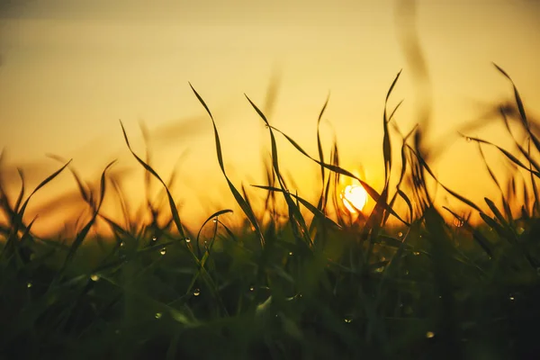 Vattendroppar Grässtrå Shallow Dof — Stockfoto