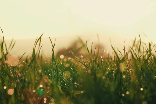 Wassertropfen Auf Grashalm Shallow Dof — Stockfoto