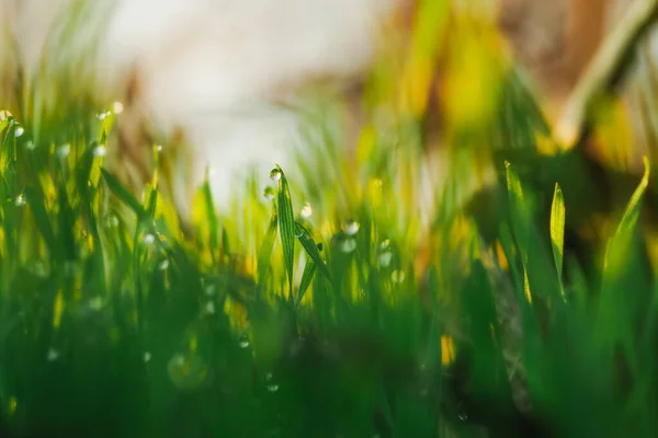 Gotas Água Lâmina Grama Dof Raso Natureza Fundo — Fotografia de Stock