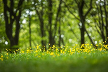 Ormanda bahar çiçekleri