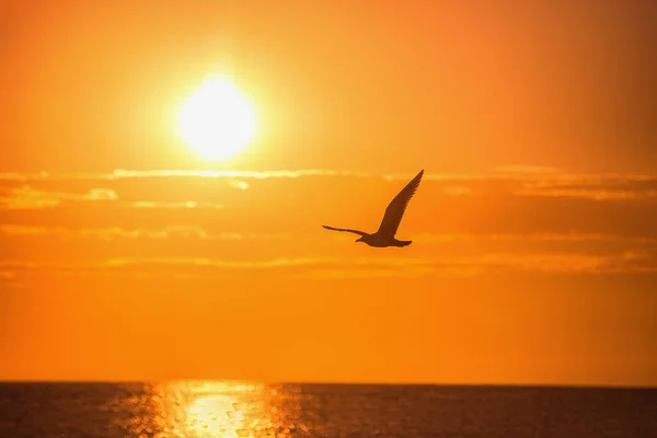 Gaivota Voadora Sobre Mar Azul Nascer Sol — Fotografia de Stock