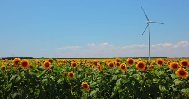 Solrosfält Och Elektriska Väderkvarnar Landsbygden Vindkraftverk — Stockvideo