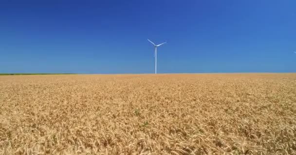 Elektrické Větrné Mlýny Polích Zemědělské Zelené Pšenice Venkově Větrná Turbína — Stock video