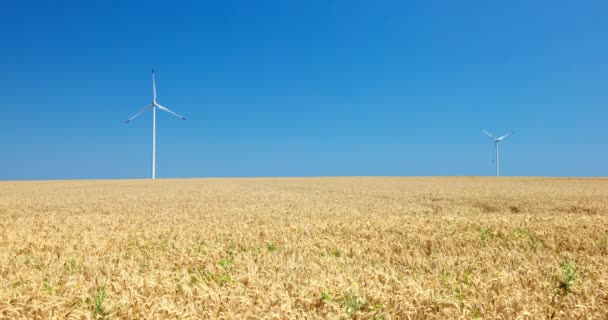 Větrné Turbíny Zemědělském Pšeničném Poli Venkově Větrné Mlýny — Stock video