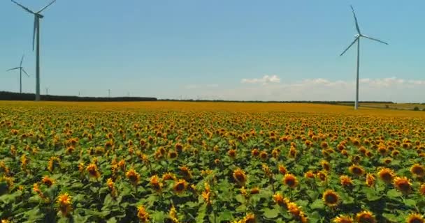 Sunflower Field Electric Windmills Countryside Wind Power Turbines — Stock Video