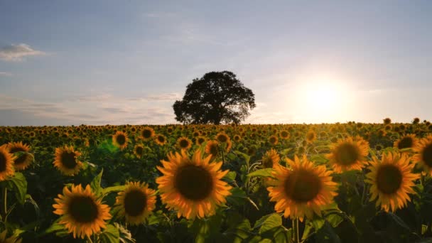 Windmühlen Auf Landwirtschaftlichem Feld Der Landschaft Windkraftanlagen Und Sonnenblumen — Stockvideo