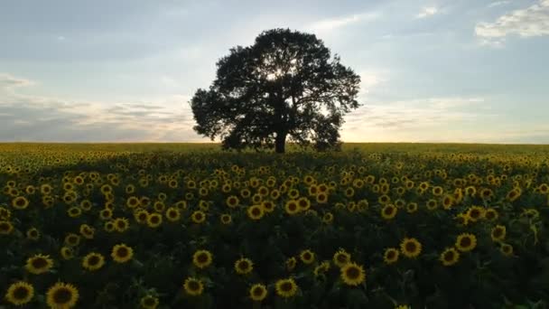 Câmp Floarea Soarelui Înfloritoare Copac Apus Soare Fundal — Videoclip de stoc