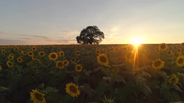 Fält Blommande Solrosor Och Träd Bakgrund Solnedgång — Stockvideo