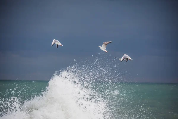 Біла Чайка Ширяє Над Морем — стокове фото