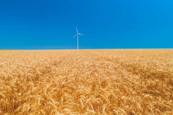 Niebieskie Niebo Pole Pszenicy Turbinami Wiatrowymi Wytwarzającymi Energię Elektryczną — Zdjęcie stockowe