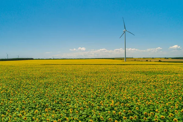 Blå Himmel Och Vetefält Med Vindkraftverk Som Genererar Elektricitet — Stockfoto