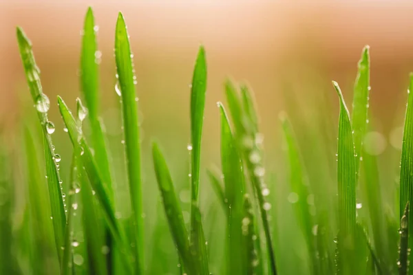 Groen Nat Gras Met Dauw Een Blad Ondiep Dof — Stockfoto