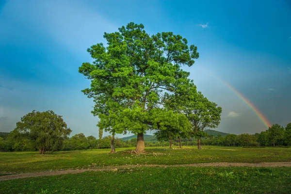 Regenbogen Über Feldern Und Bäumen Auf Einem Bauernhof Seeufer — Stockfoto