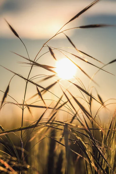 Wazige Zonsondergang Met Gras — Stockfoto
