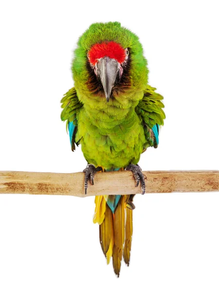 Macaw Papagaio Isolado Fundo Branco — Fotografia de Stock