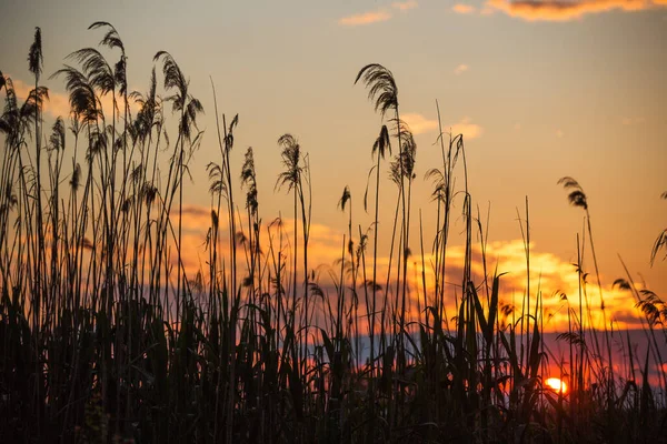 Захід Сонця Над Озером Папороттю Сонце Дика Рослина Навколо Води — стокове фото