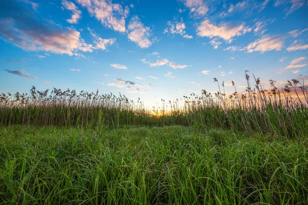 Sonnenuntergang Über Dem See Und Farnpflanzen Sonne Und Wilde Pflanzen — Stockfoto