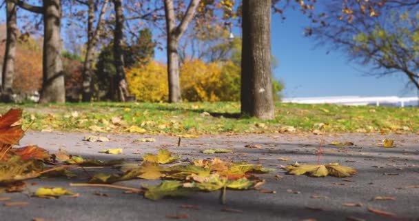小女孩在秋天的公园里骑摩托车 落叶倒在地上 — 图库视频影像