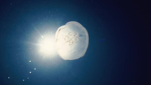 Подводное Плавание Медузы Океанских Волнах Видео — стоковое видео