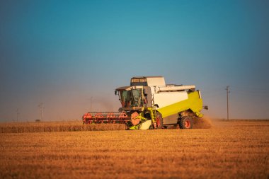 Buğday tarlasını biçen hasat makinesini birleştirin.