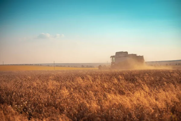 Combine Harvester Agricultura Máquina Colheita Campo Trigo Maduro Dourado — Fotografia de Stock