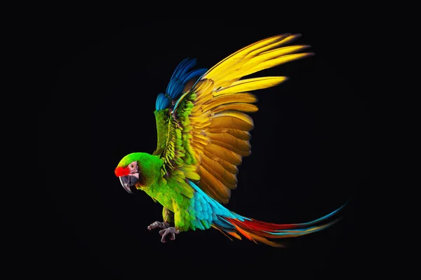 Loro Guacamayo Volador Aislado Sobre Fondo Negro — Foto de Stock