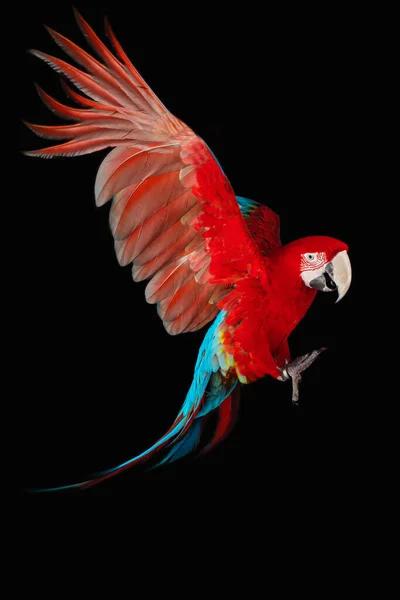 Latający Macaw Papuga Odizolowany Czarnym Tle — Zdjęcie stockowe