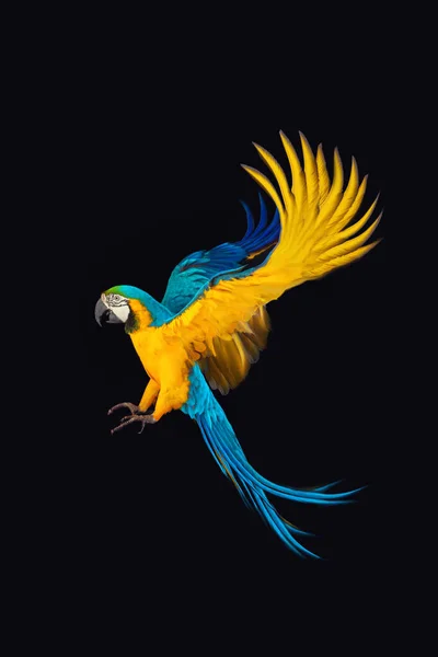 Flying Macaw Papegaai Geïsoleerd Zwarte Achtergrond — Stockfoto