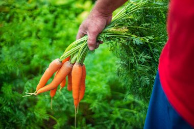 Bir çiftçinin ellerinde havuç. Hasat, bahçıvanlık..