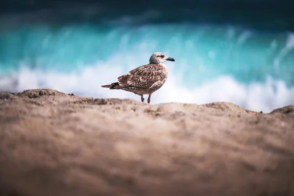 Mouette Sur Plage Sable Contre Mer — Photo