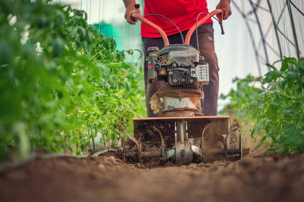 Agricultor Com Cultivador Máquinas Cava Solo Horta Plantas Tomates Estufa — Fotografia de Stock