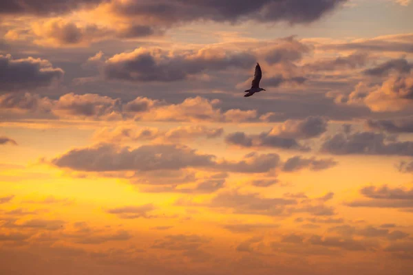 Drammatico Cielo Nuvola Uccello Gabbiani Volanti Sul Mare All Alba — Foto Stock