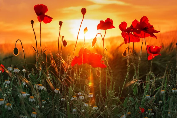 Feld Mit Leuchtend Roten Mohnblumen Sommersonnenuntergang — Stockfoto