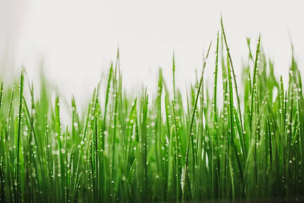 Grünes Nasses Gras Mit Tau Auf Einem Halm Oberflächlicher Dof — Stockfoto