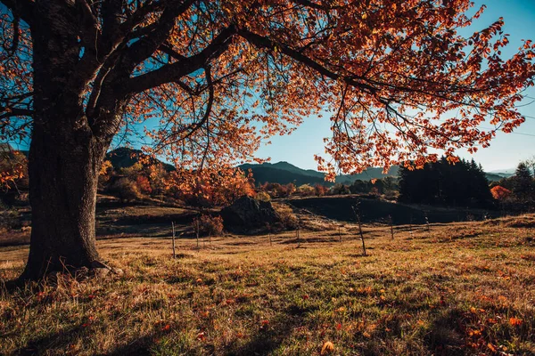 秋の木と山のフィールドは 美しい朝 — ストック写真