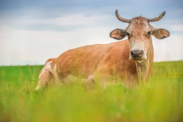 Vaca Num Prado Verde Animal Uma Fazenda — Fotografia de Stock