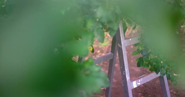 Δαμάσκηνα Ώριμα Δαμάσκηνα Και Σκάλα Κατά Συγκομιδή Φρούτα Ένα Κήπο — Αρχείο Βίντεο