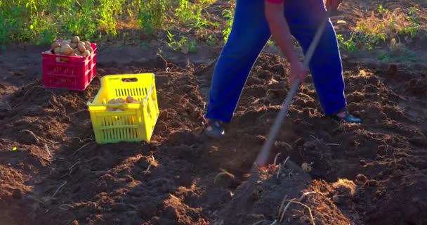 Agricultor Cosechando Papas Orgánicas Frescas Del Campo Horticultura Agricultura Granja — Vídeo de stock