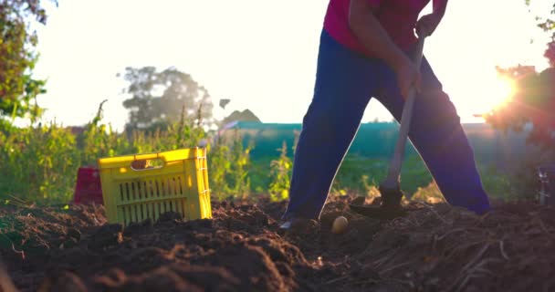 Agricultor Cosechando Papas Orgánicas Frescas Del Campo Horticultura Agricultura Granja — Vídeo de stock