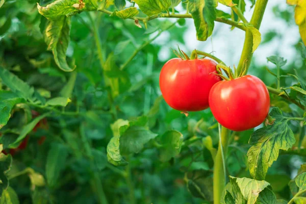 Tomates Rouges Dans Une Serre Horticulture Légumes — Photo