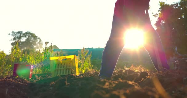农民从地里采摘新鲜的有机土豆 园艺和园艺 — 图库视频影像