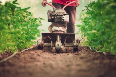 Makineli bir çiftçi sebze bahçesindeki toprağı kazıyor. Seradaki domatesler