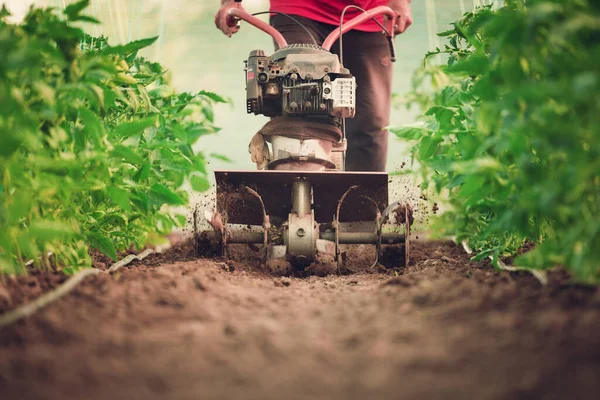 Agricoltore Con Coltivatore Macchine Scava Terreno Nell Orto Piante Pomodori — Foto Stock