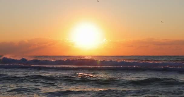 Solnedgång Stranden Karibiska Havet Och Flygande Fågel Sea Soluppgång Slow — Stockvideo