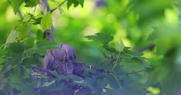 Taubenmutter Nest Auf Ast Kümmert Sich Babys Und Füttert Kleine — Stockvideo